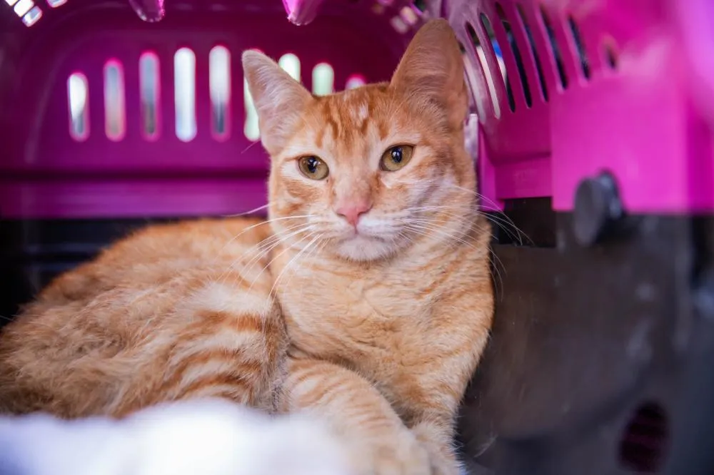 Ferraz de Vasconcelos alcança marca de 3.300 castrações de cães e gatos em 2025