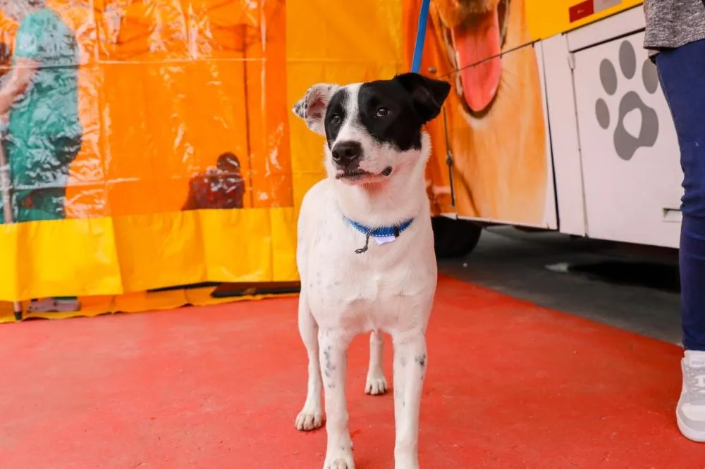 Ferraz realiza mutirão de castração para cães e gatos