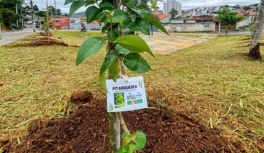Brotos de Mogi amplia arborização na Vila Nova Aparecida