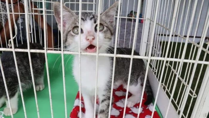 ‘Baby, me Leva!’ viabiliza adoção de 19 animais no último domingo