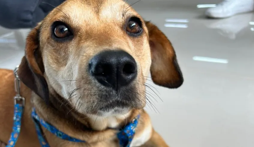 Confira mais animais abrigados no Núcleo de Bem-Estar Animal (Nubea) e disponíveis para adoção