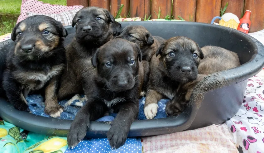 Núcleo de Bem-Estar Animal tem filhotes com 1 mês de vida para adoção, além de pets adultos