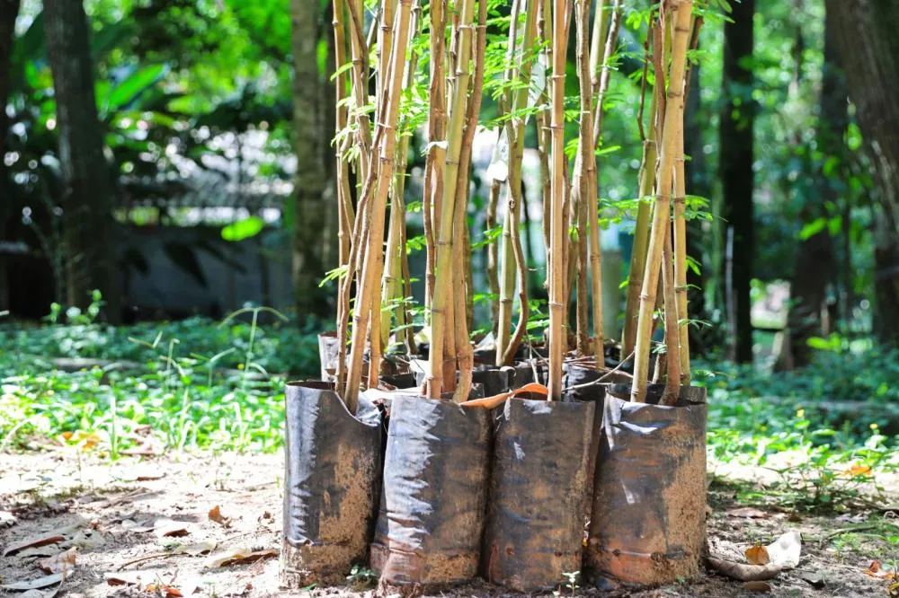 Ferraz Mais Verde distribui mudas grátis