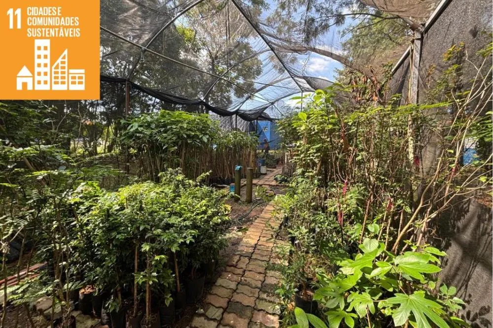 Cidade + Verde amplia arborização em Itaquá