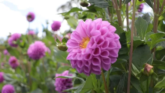 Prefeito entrega selo de patrimônio imaterial do yakisoba à Enkyo