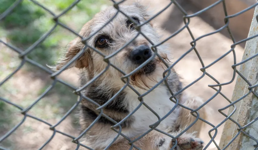 “Nubea de Portas Abertas” acontece neste sábado (14) com Feira de Adoção e Passeio do Bem