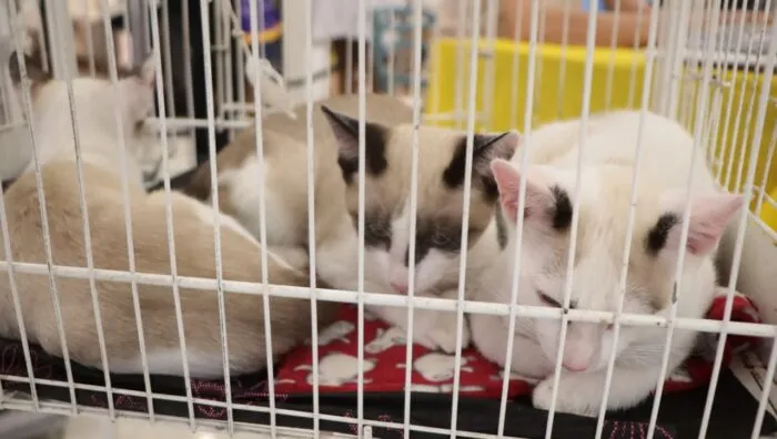 ‘Baby, me Leva!’ retorna ao Suzano Shopping neste sábado