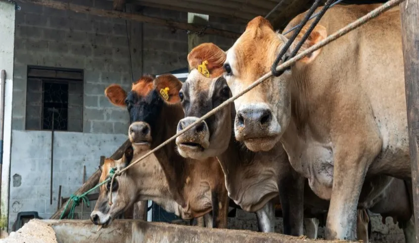 Produtores têm até 30 de junho para vacinar rebanhos contra a brucelose