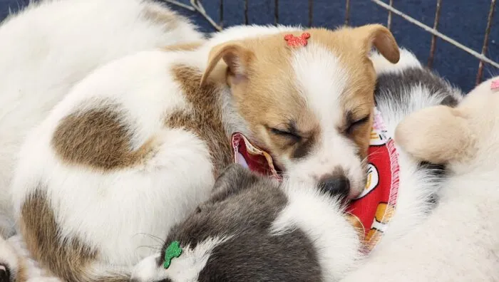 ‘Baby, me Leva!’ promove feira de adoção neste domingo em Suzano