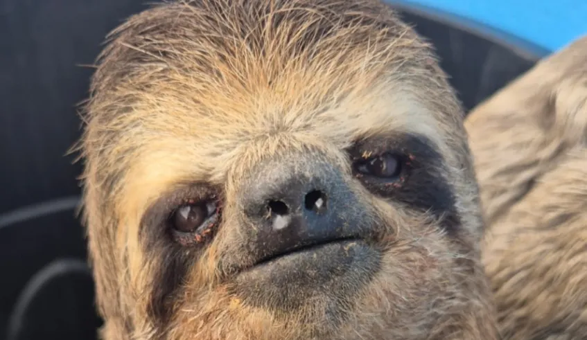 Mogi das Cruzes: CCZ resgata bicho-preguiça no bairro do Cocuera