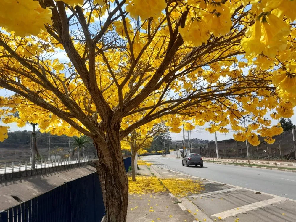 Arujá: Ipês amarelos dão espetáculo no inverno