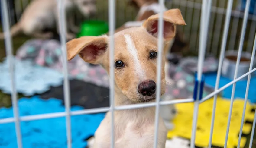 Mogi das Cruzes: Feira de Adoção e arrecadação de ração no Mercado do Produtor