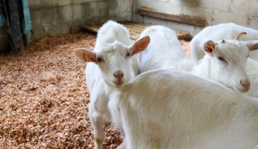 Mogi tem três cadeias produtivas aptas a captar recursos do Estado