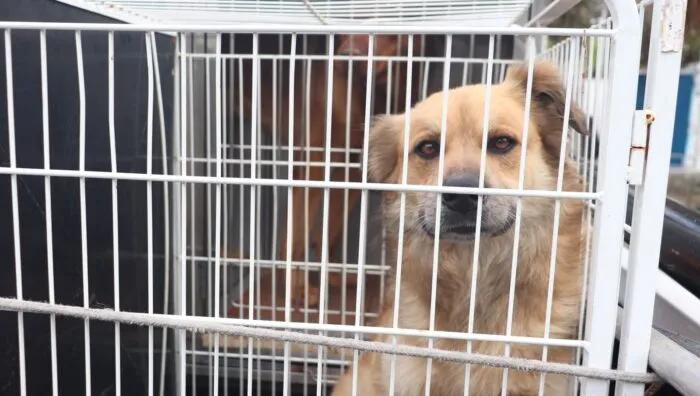 Meio Ambiente fecha setembro com 474 castrações em cães e gatos
