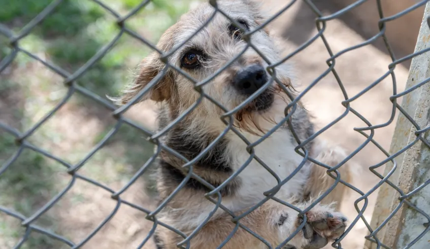Missa em celebração à causa pet será realizada nesta sexta-feira (3/10), às 14 horas, no Nubea