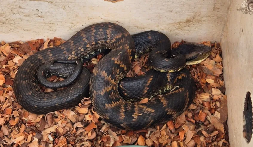 Mogi: CCZ captura jararaca às margens do rio Tietê