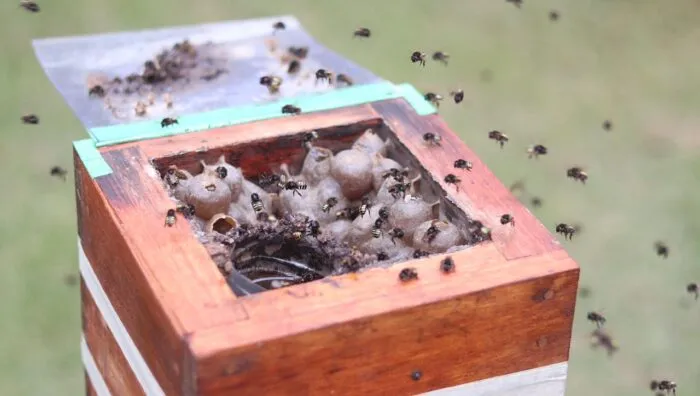 Secretaria de Meio Ambiente inaugura primeiro meliponário do Viveiro Municipal