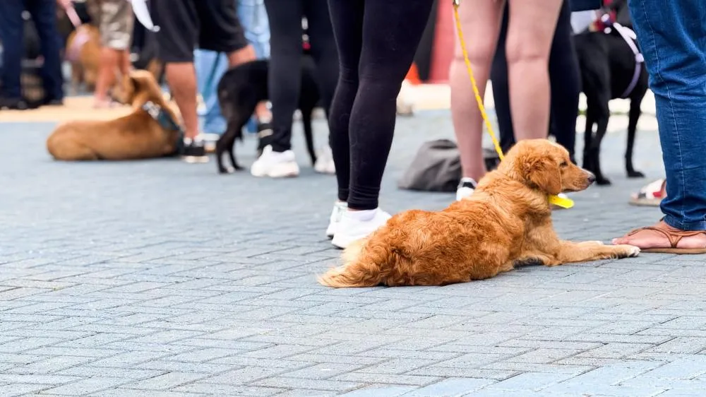 Arujá promove mutirão gratuito de castração para cães e gatos