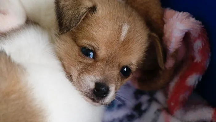 Nova edição presencial do “Baby, me Leva!” ocorre neste sábado