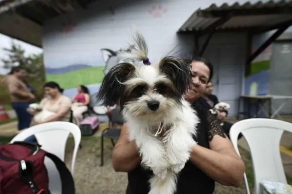 Castra Pet Móvel atende moradores do Parque Jurema na próxima semana