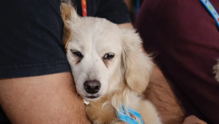 Meio Ambiente realiza 151 castrações durante mutirão na região norte de Suzano