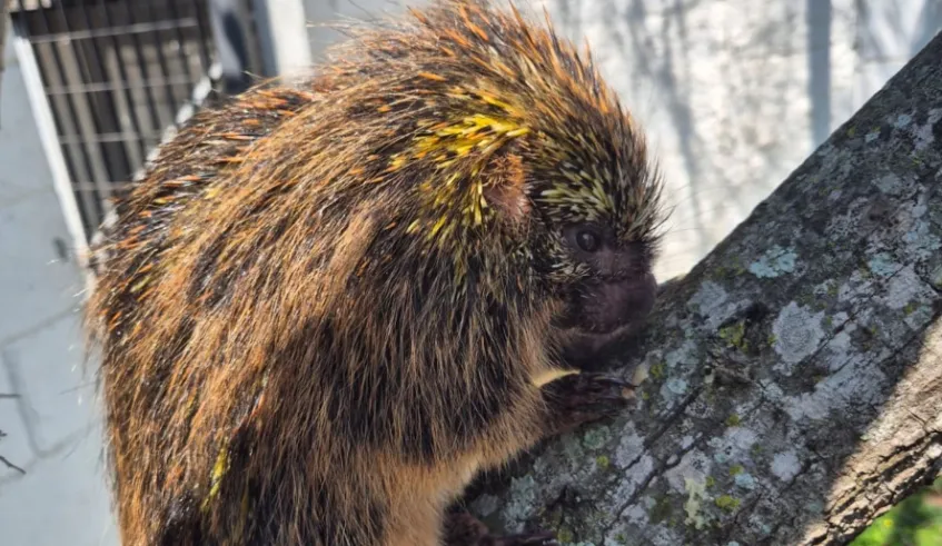 Centro de Controle de Zoonoses de Mogi das Cruzes resgata ouriço-cacheiro em Jundiapeba