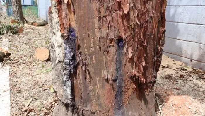 Meio Ambiente constata envenenamento e morte de árvores na Vila Figueira