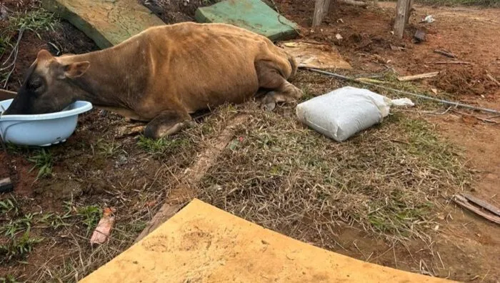 Meio Ambiente resgata vaca e bezerro vítimas de maus-tratos