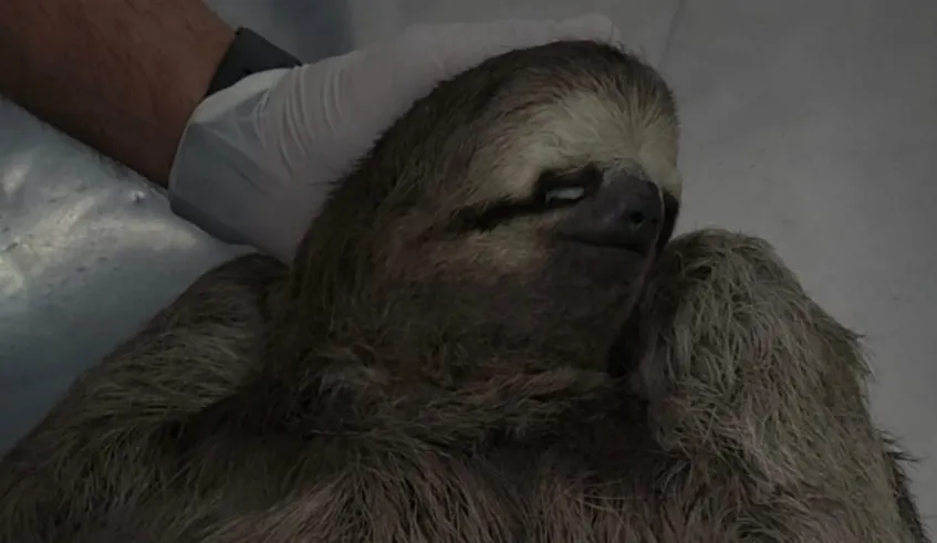 Saúde e Bem-Estar - PMMC